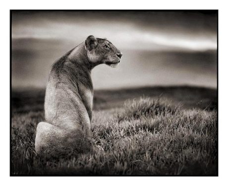 010_lioness-in-crater
